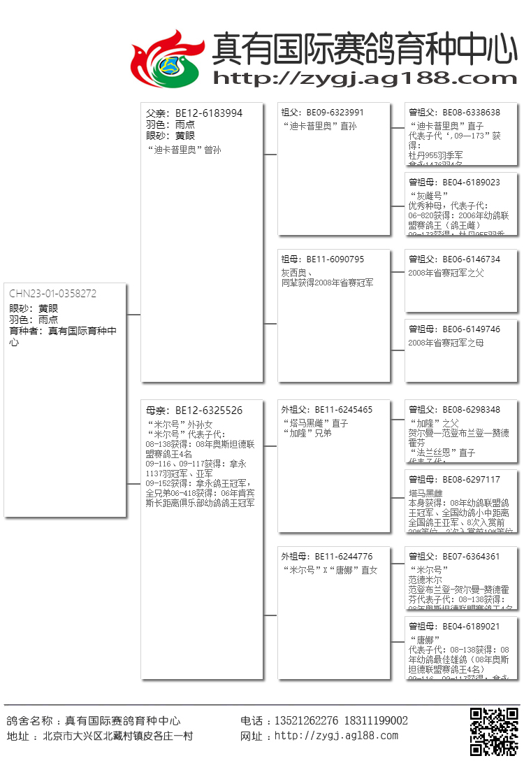 名鸽迪卡普里奥图片