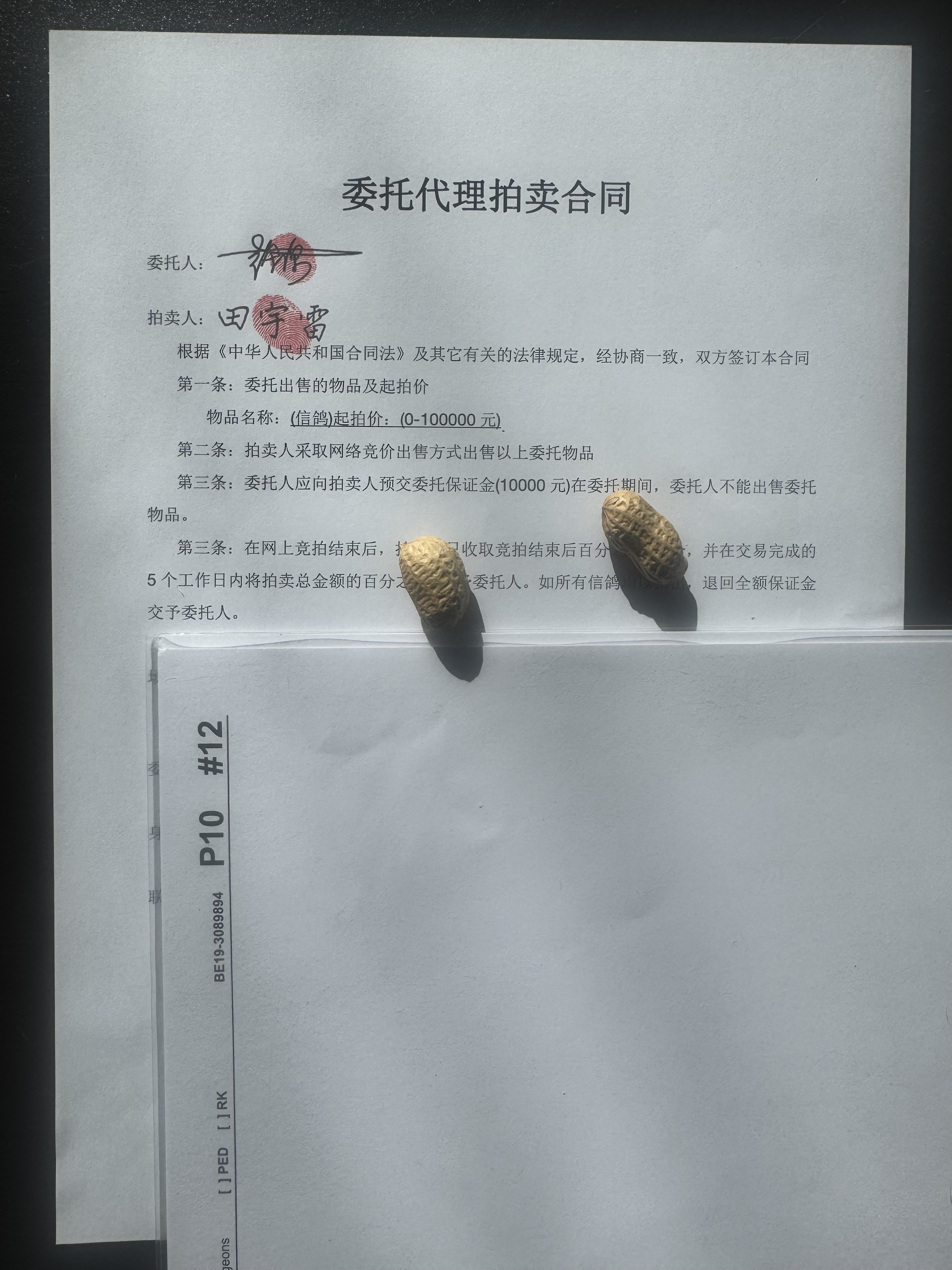 信鸽在线拍卖平台 - 中国信鸽信息网