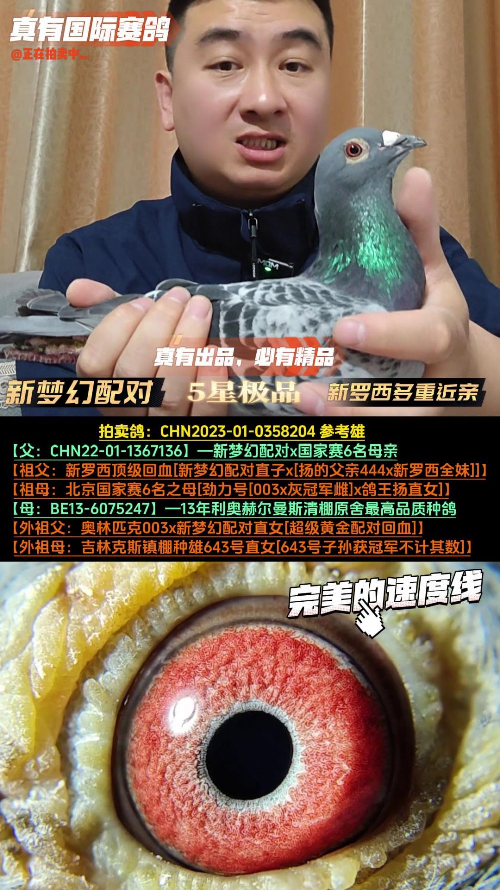 真有国际赛鸽育种中心 - 中信网铭鸽展厅