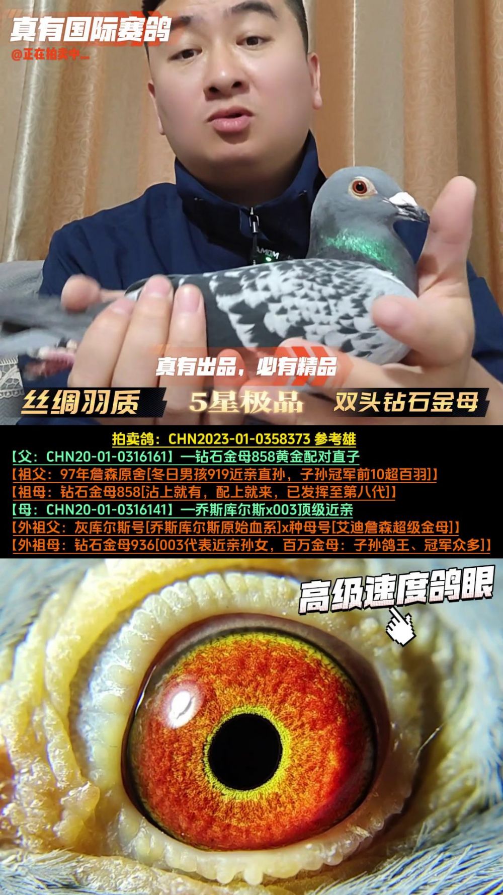 真有国际赛鸽育种中心 - 中信网铭鸽展厅