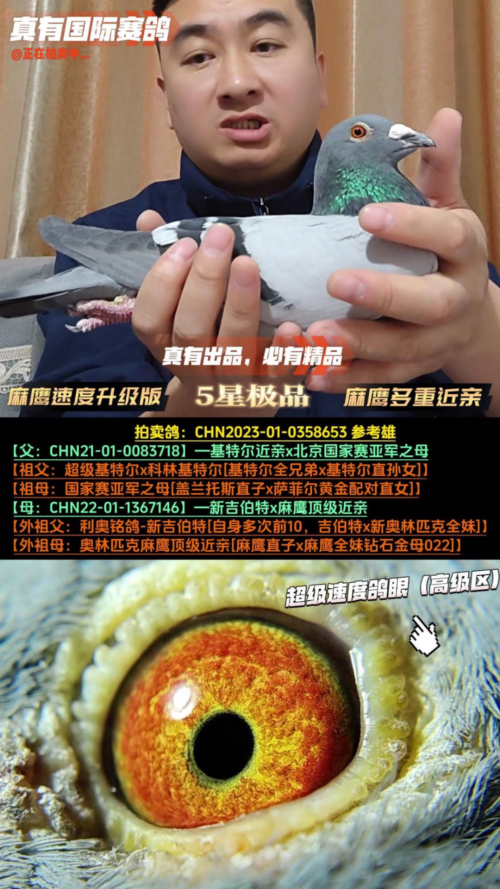 真有国际赛鸽育种中心 - 中信网铭鸽展厅