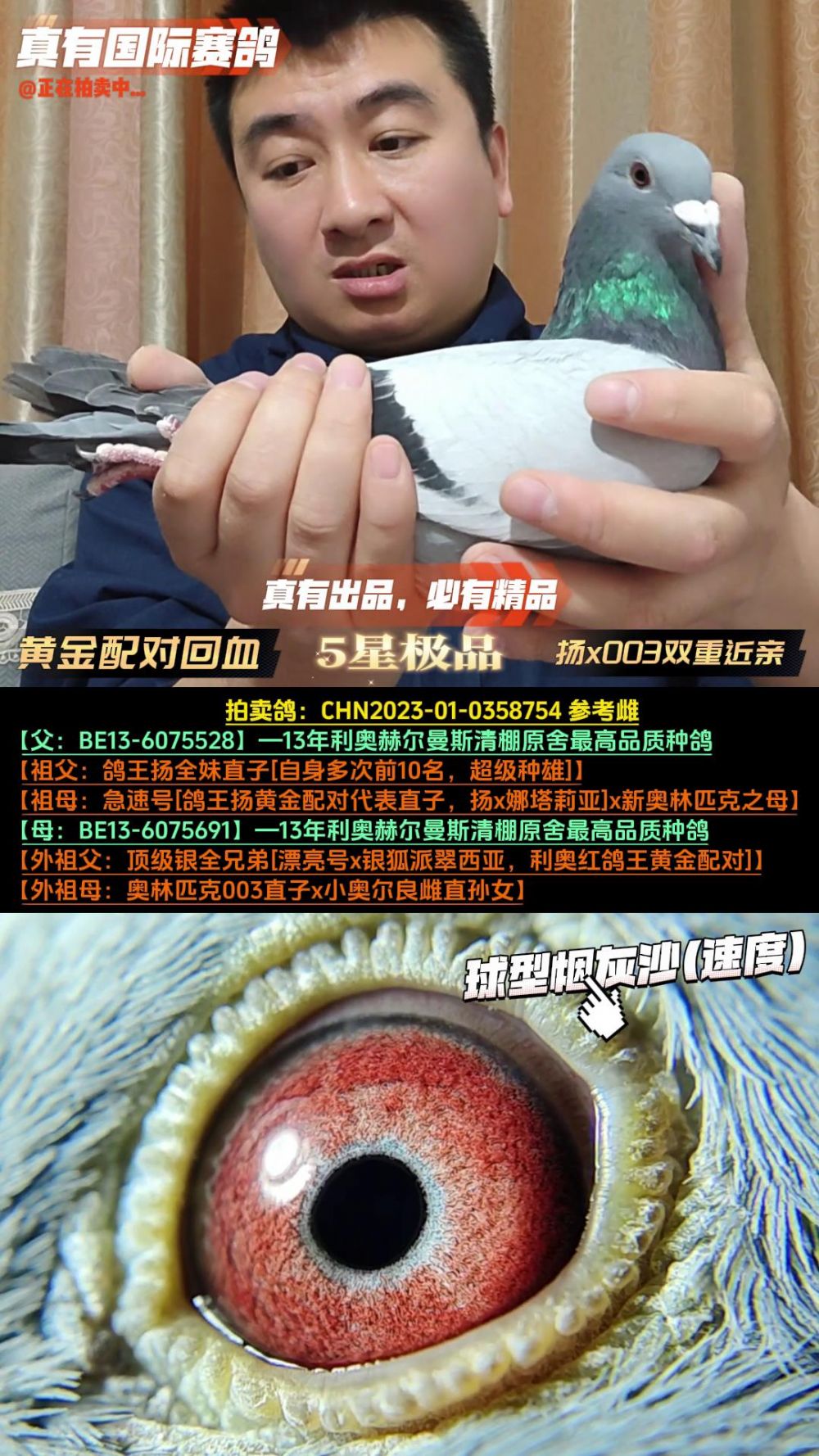 真有国际赛鸽育种中心 - 中信网铭鸽展厅