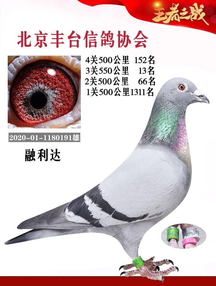 信鸽在线拍卖平台 - 中国信鸽信息网