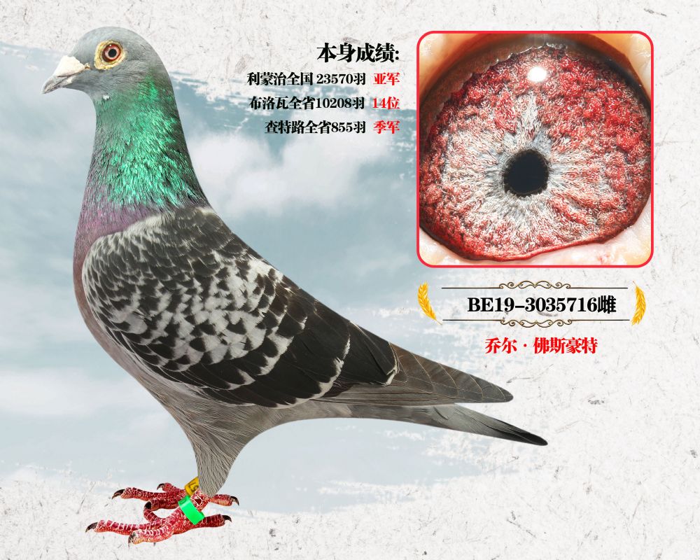 信鸽在线拍卖平台 - 中国信鸽信息网