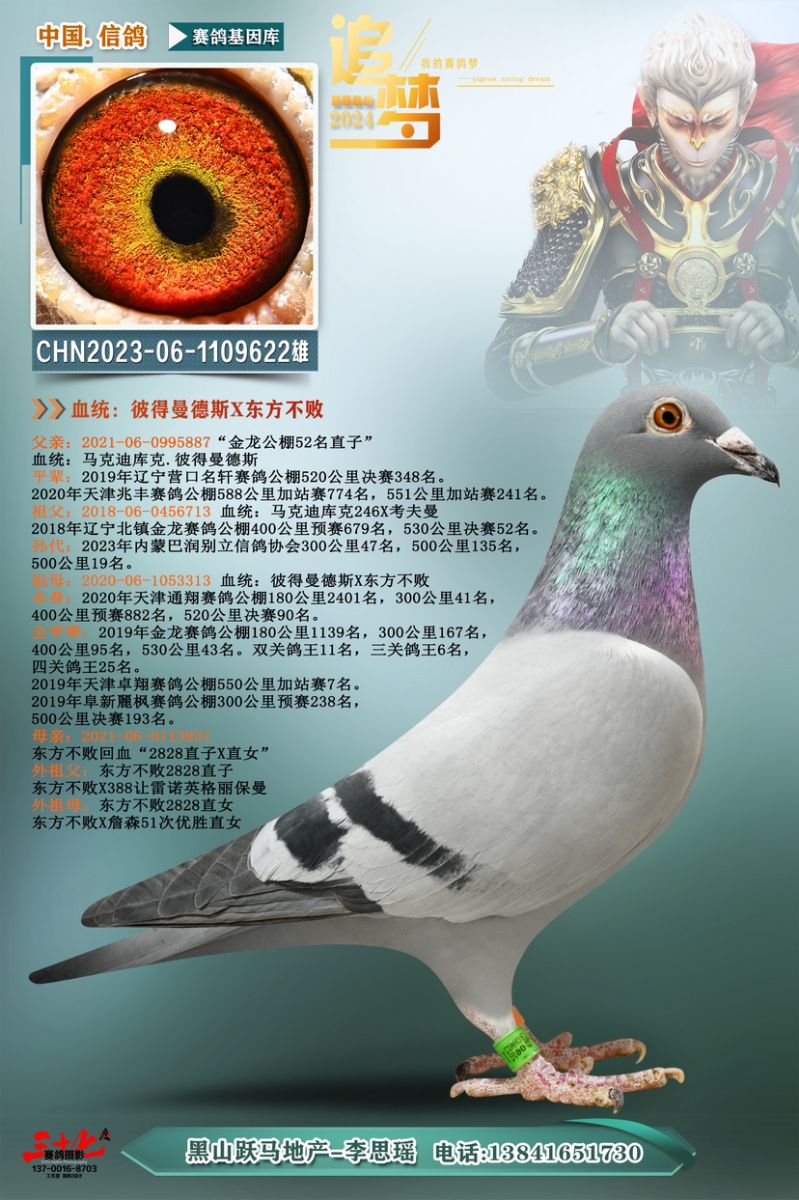 养鸽姑娘-跃马地产李思瑶 - 中信网铭鸽展厅