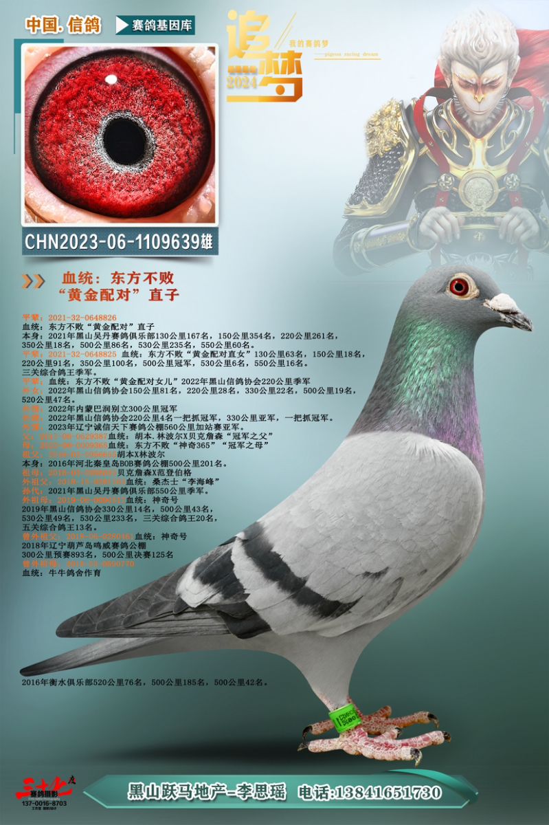 养鸽姑娘跃马地产李思瑶