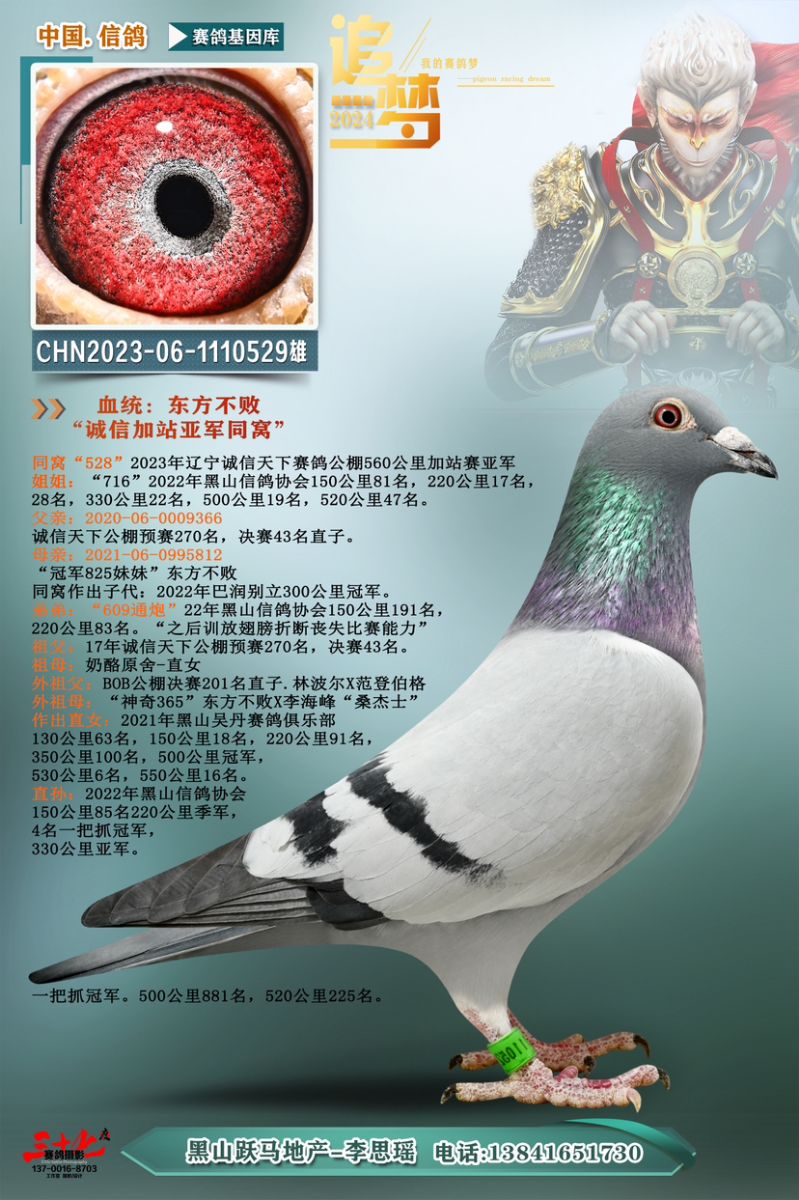 养鸽姑娘-跃马地产李思瑶 - 中信网铭鸽展厅