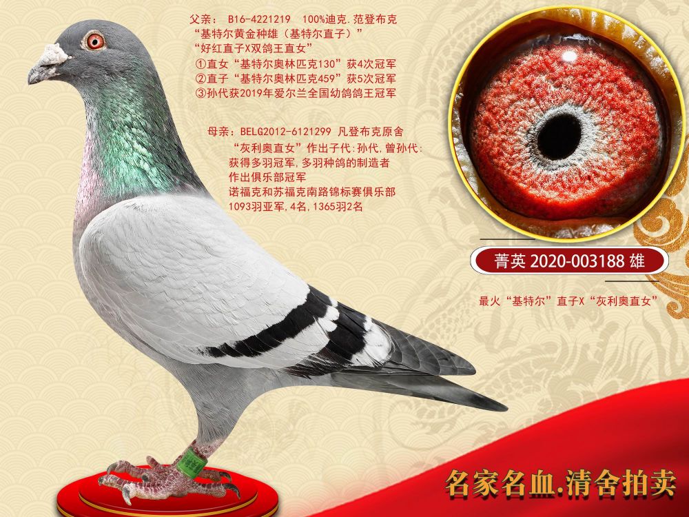 信鸽在线拍卖平台 - 中国信鸽信息网