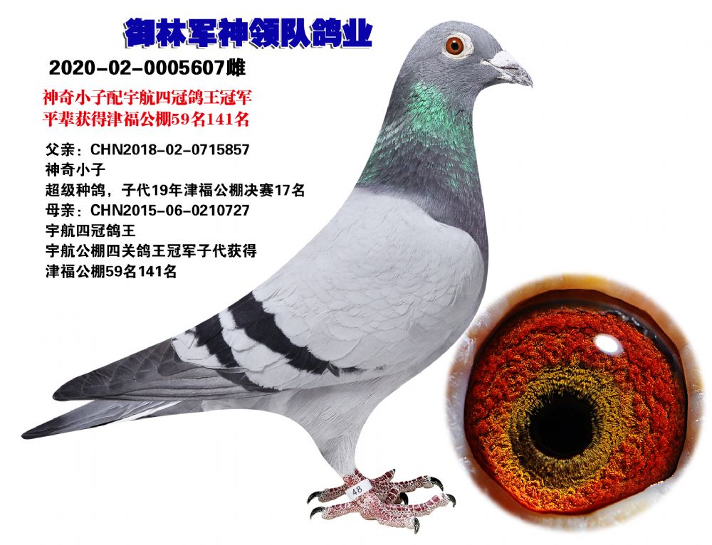 信鸽在线拍卖平台 - 中国信鸽信息网