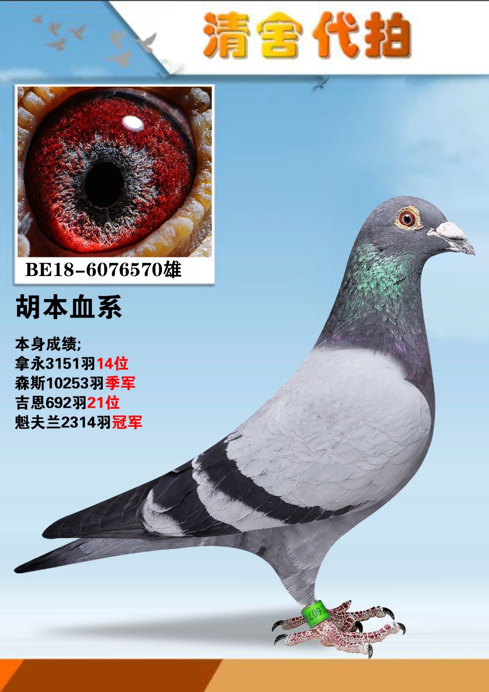 胡本比利时女王近亲魁夫兰2314羽冠军