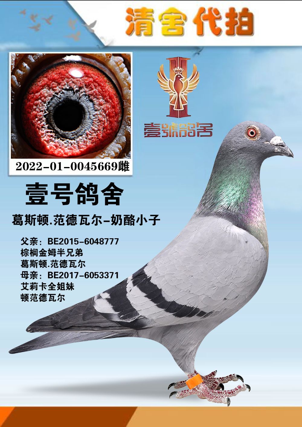 壹号鸽舍葛斯顿范德瓦尔