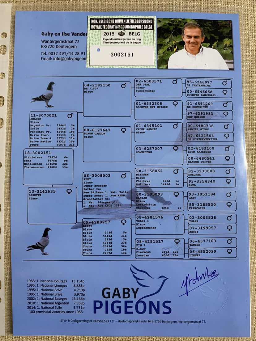 信鸽在线拍卖平台 - 中国信鸽信息网