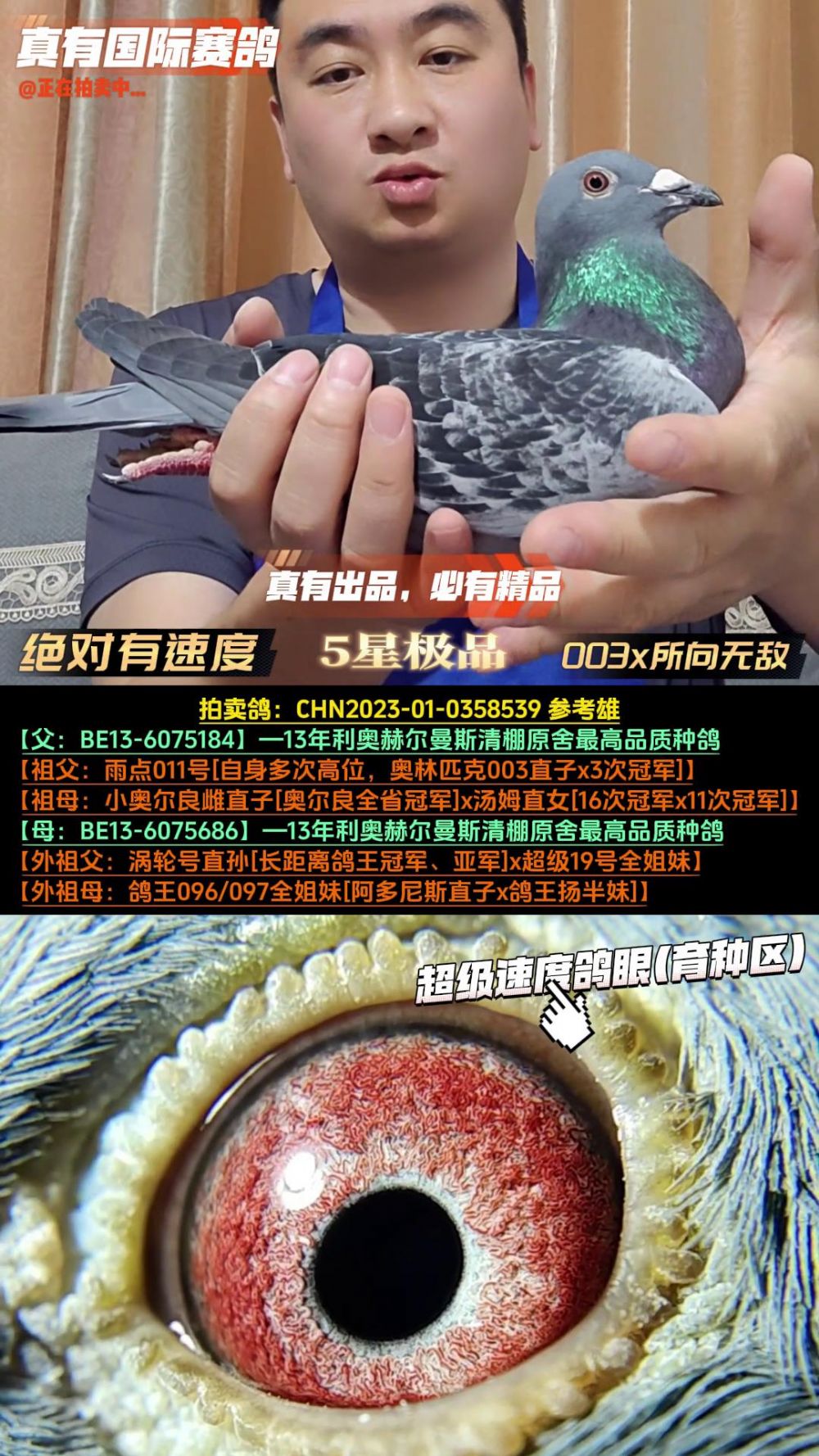 陕西博搏赛鸽展厅图片