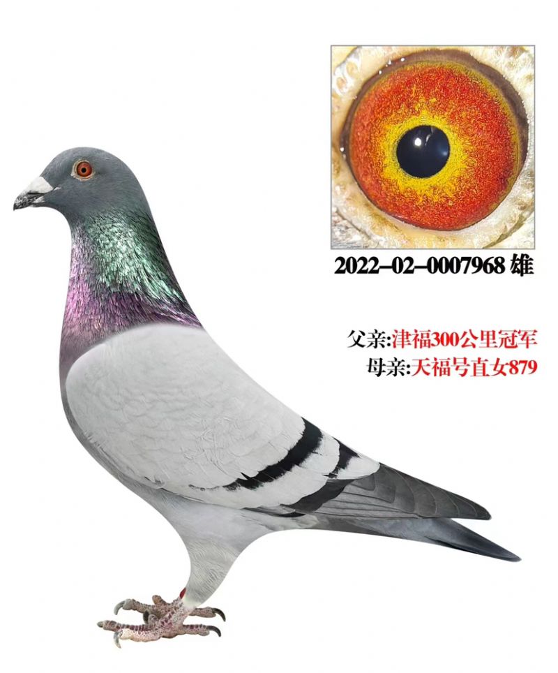 信鸽在线拍卖平台 - 中国信鸽信息网