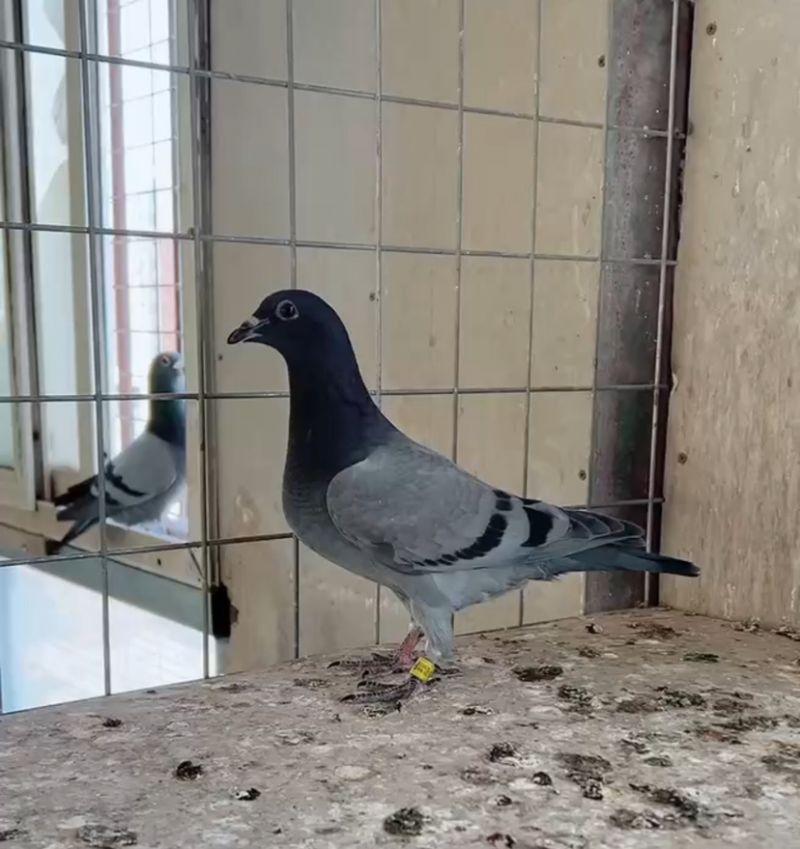 养鸽姑娘-跃马地产李思瑶 - 中信网铭鸽展厅