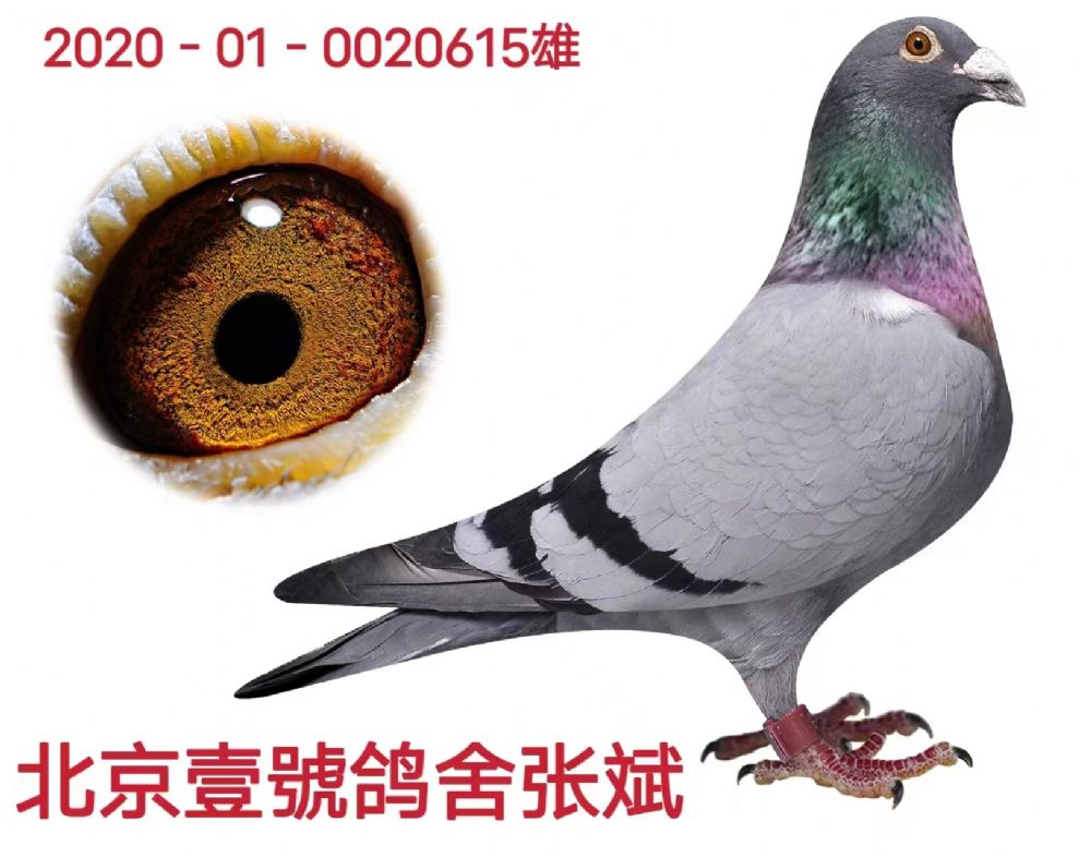 长征鸽业 - 中信网铭鸽展厅