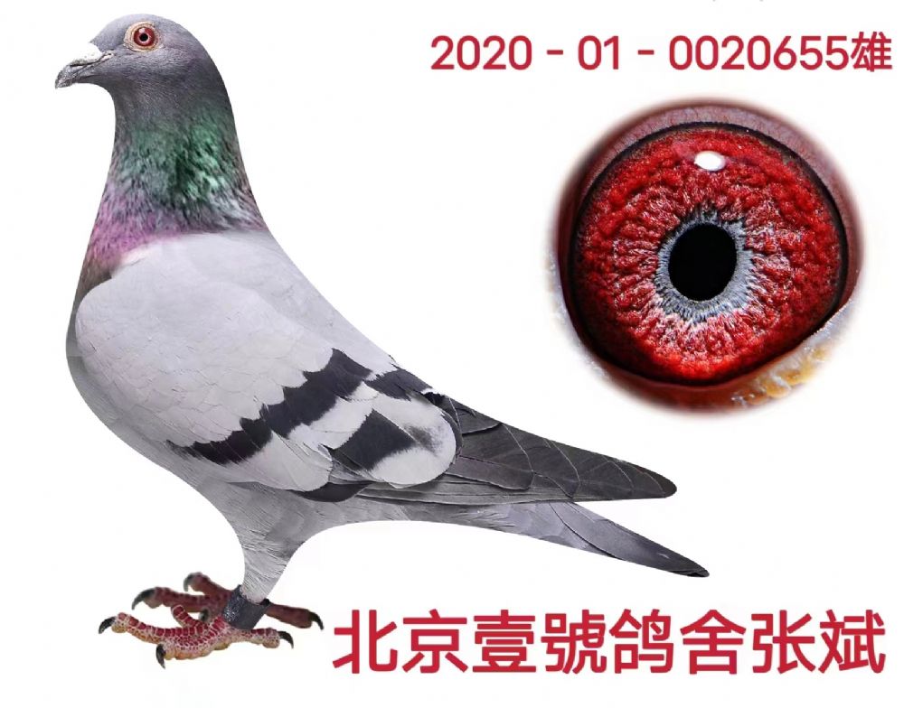 长征鸽业 - 中信网铭鸽展厅