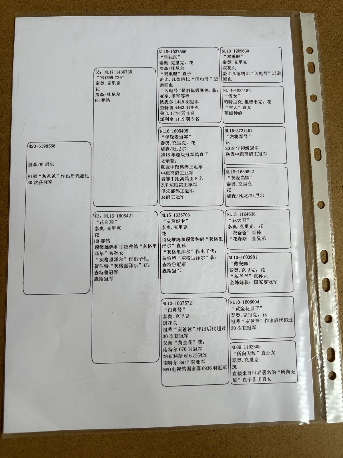 信鸽在线拍卖平台 - 中国信鸽信息网