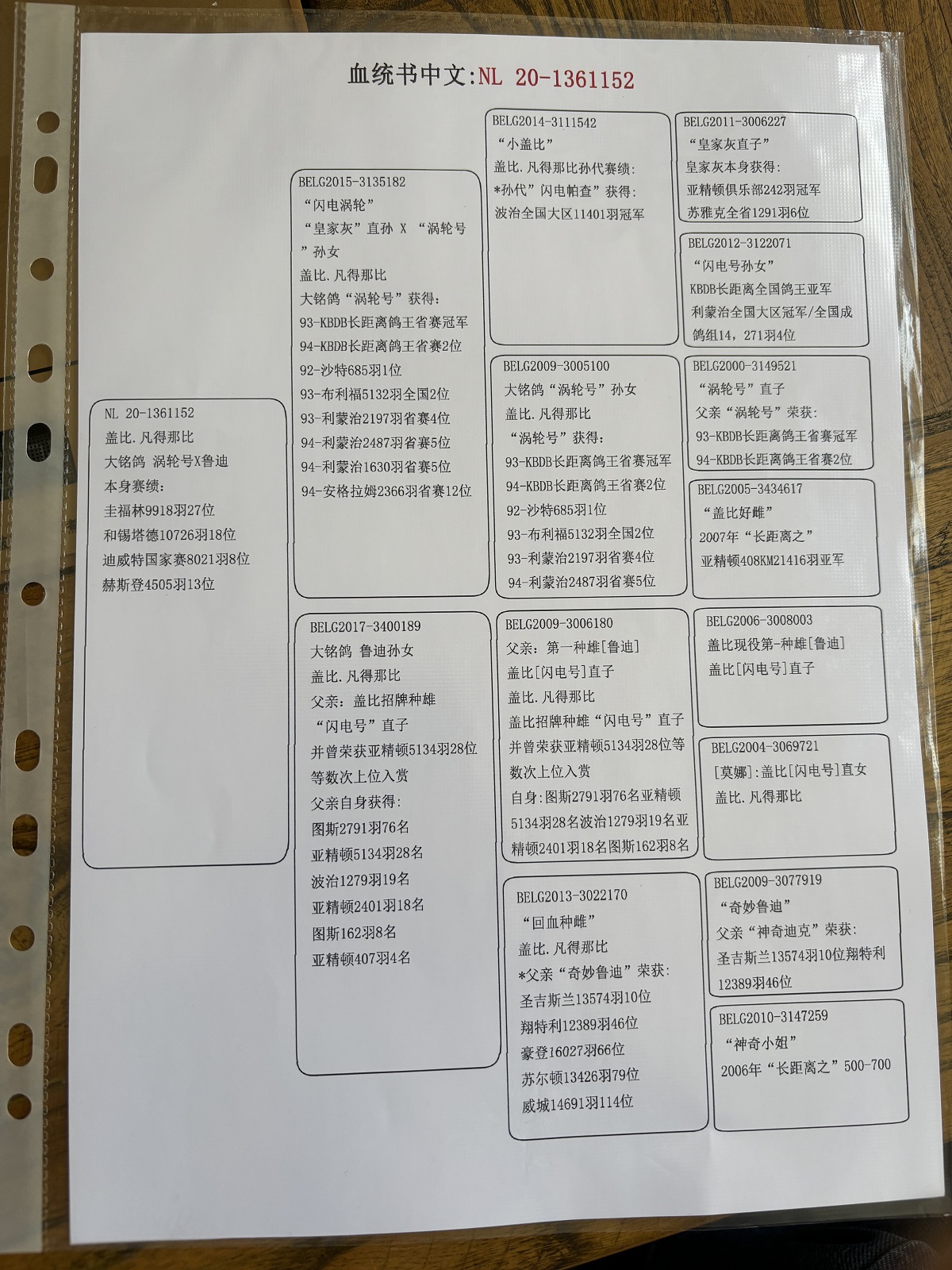 信鸽在线拍卖平台 - 中国信鸽信息网