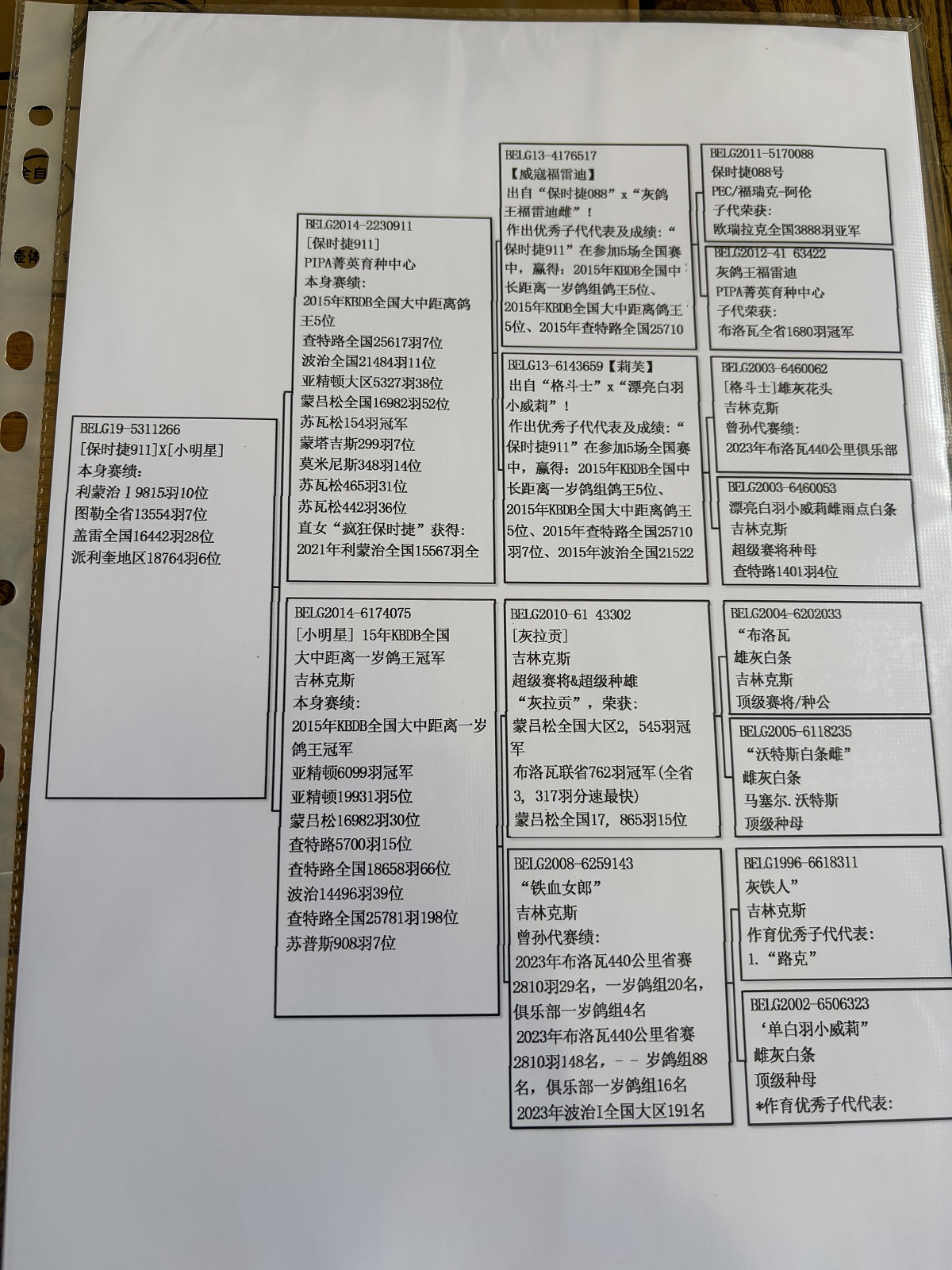 信鸽在线拍卖平台 - 中国信鸽信息网