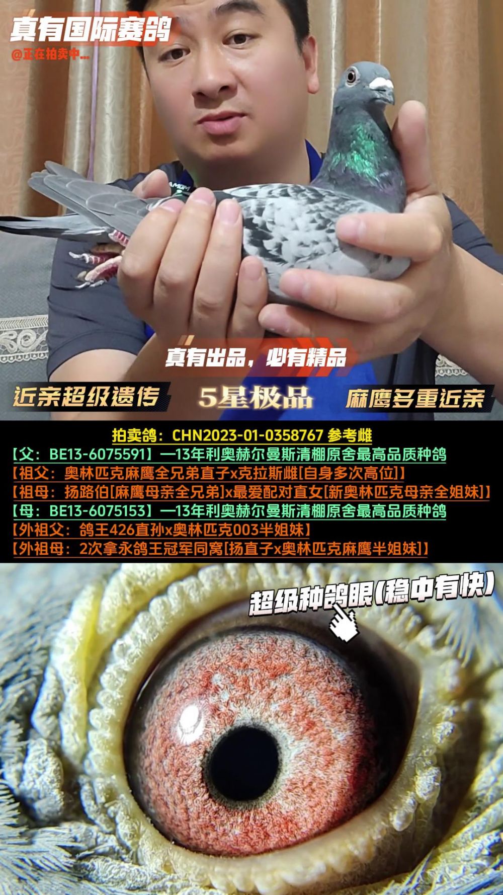 真有国际赛鸽育种中心在线拍鸽