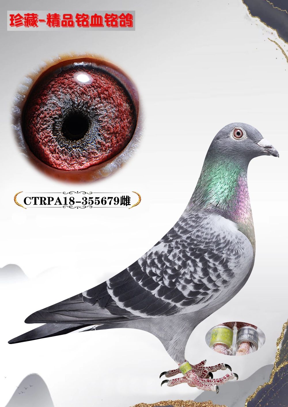 台湾明月赛鸽集团679