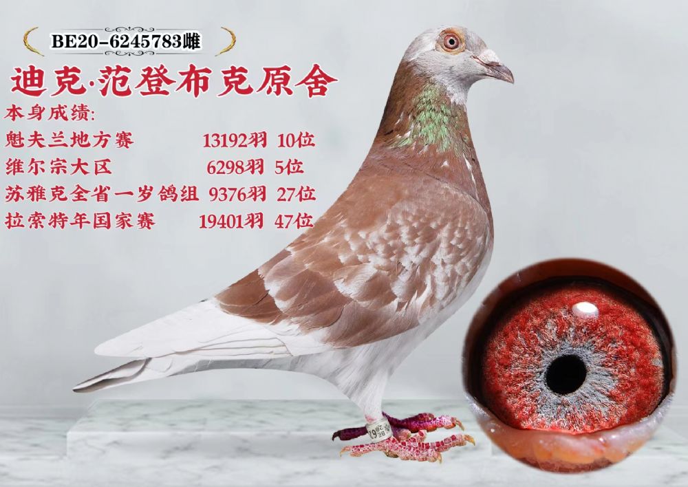 信鸽在线拍卖平台 - 中国信鸽信息网