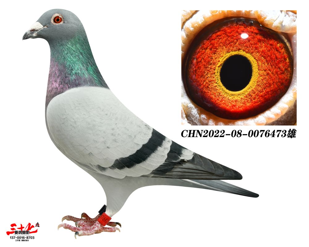 辽宁王牌赛鸽 - 中信网铭鸽展厅