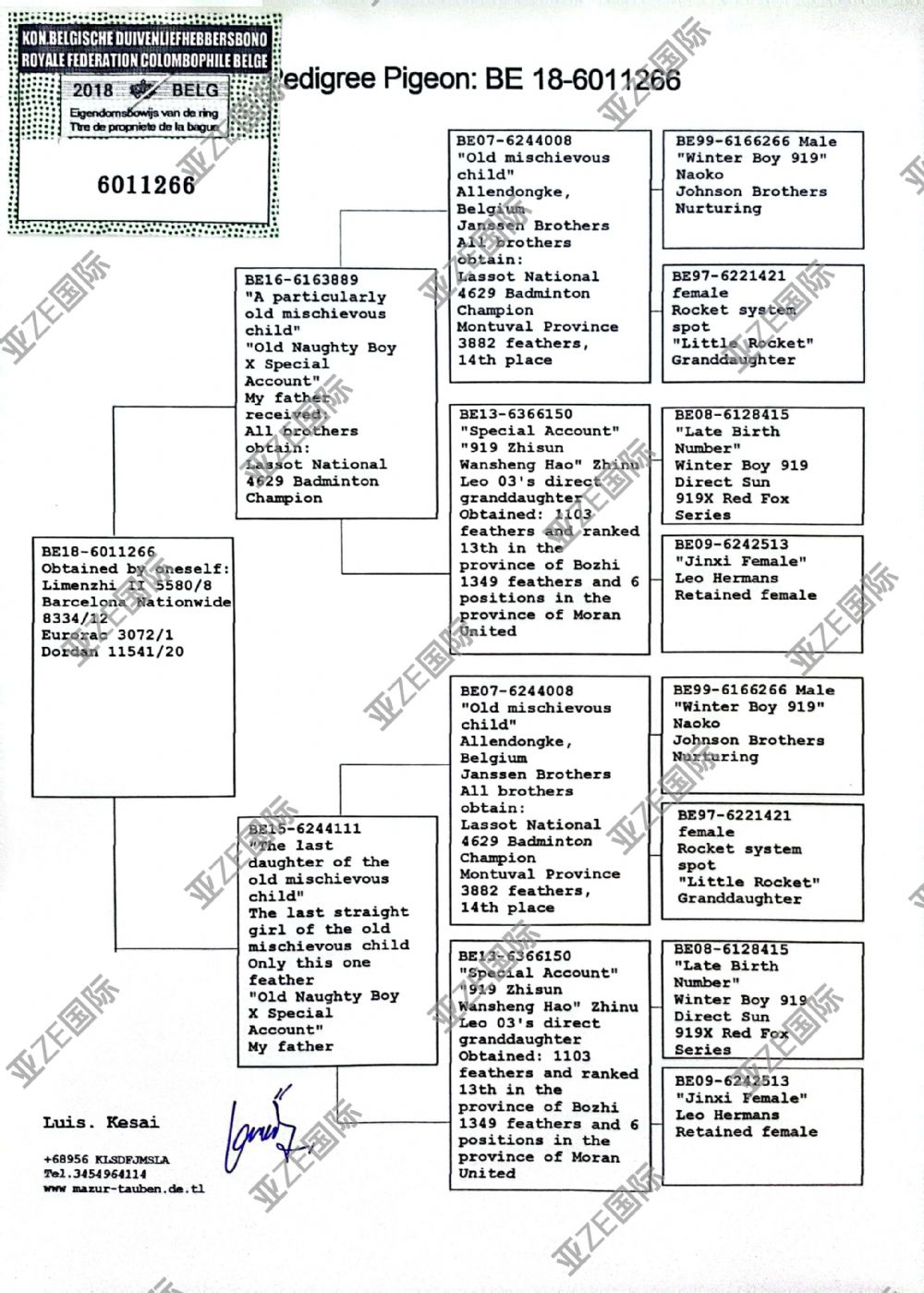 信鸽在线拍卖平台 - 中国信鸽信息网
