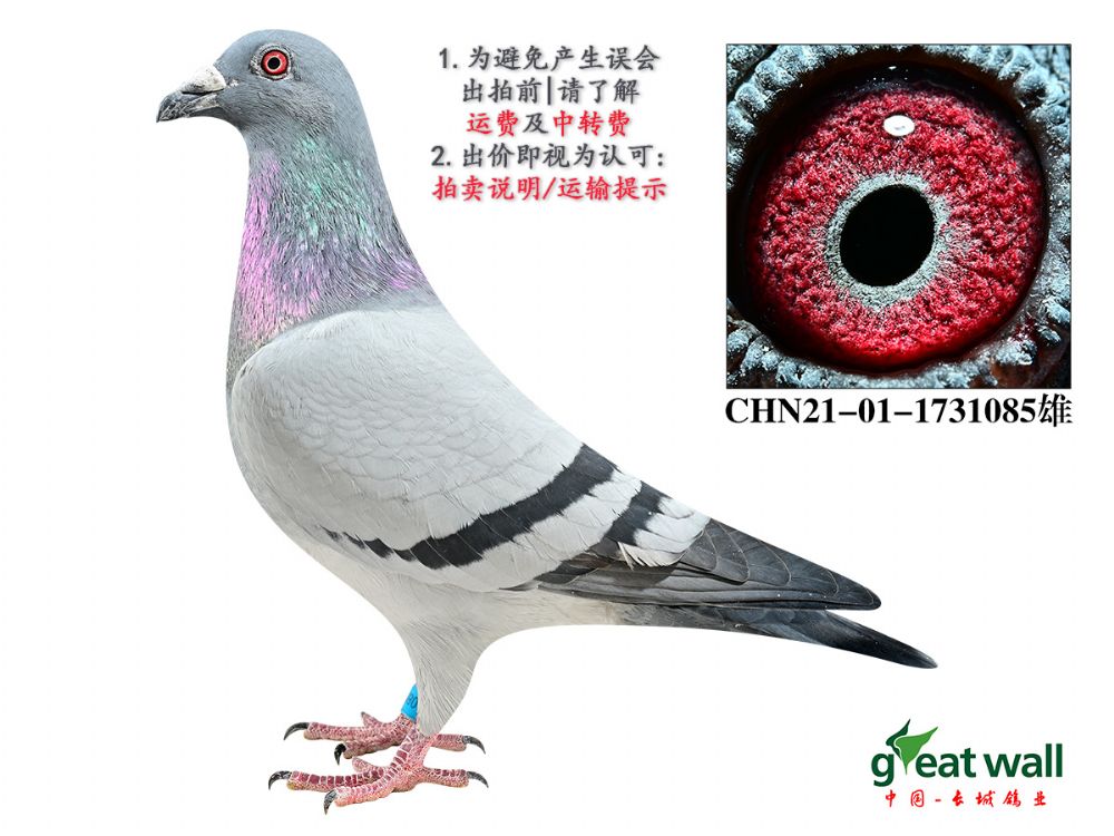 长城鸽业 - 中信网铭鸽展厅