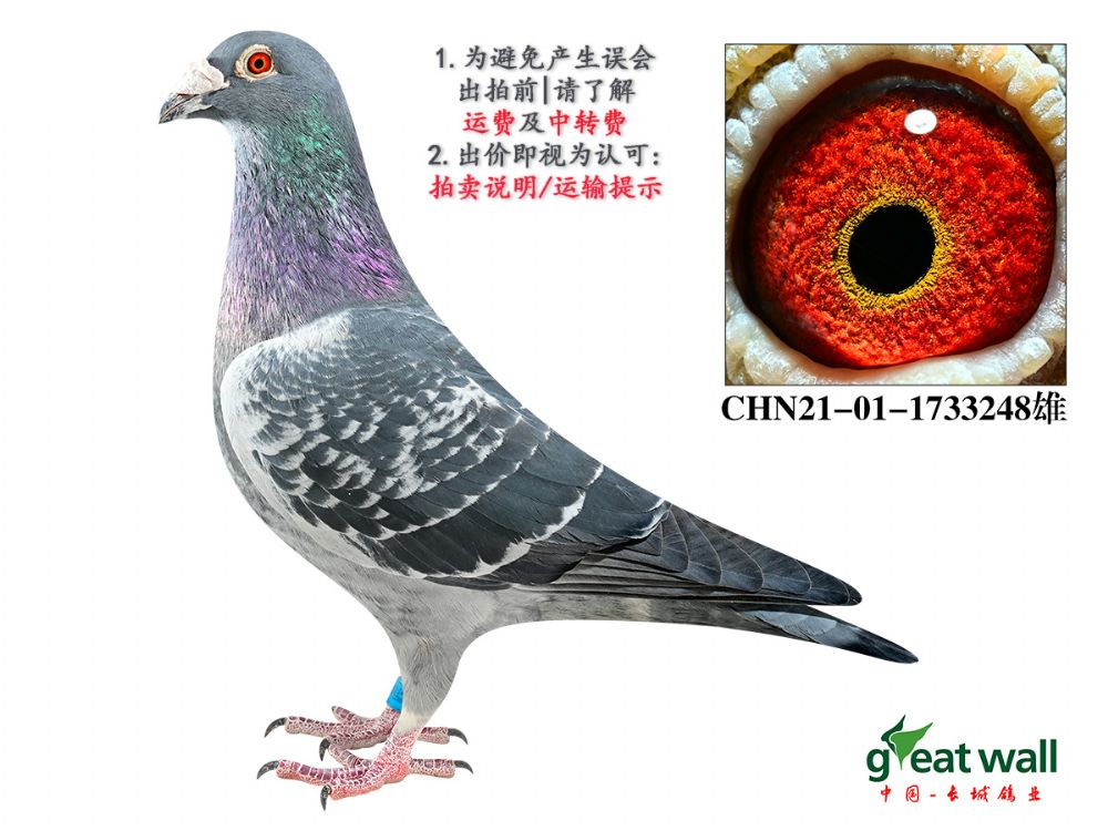 长城鸽业 - 中信网铭鸽展厅