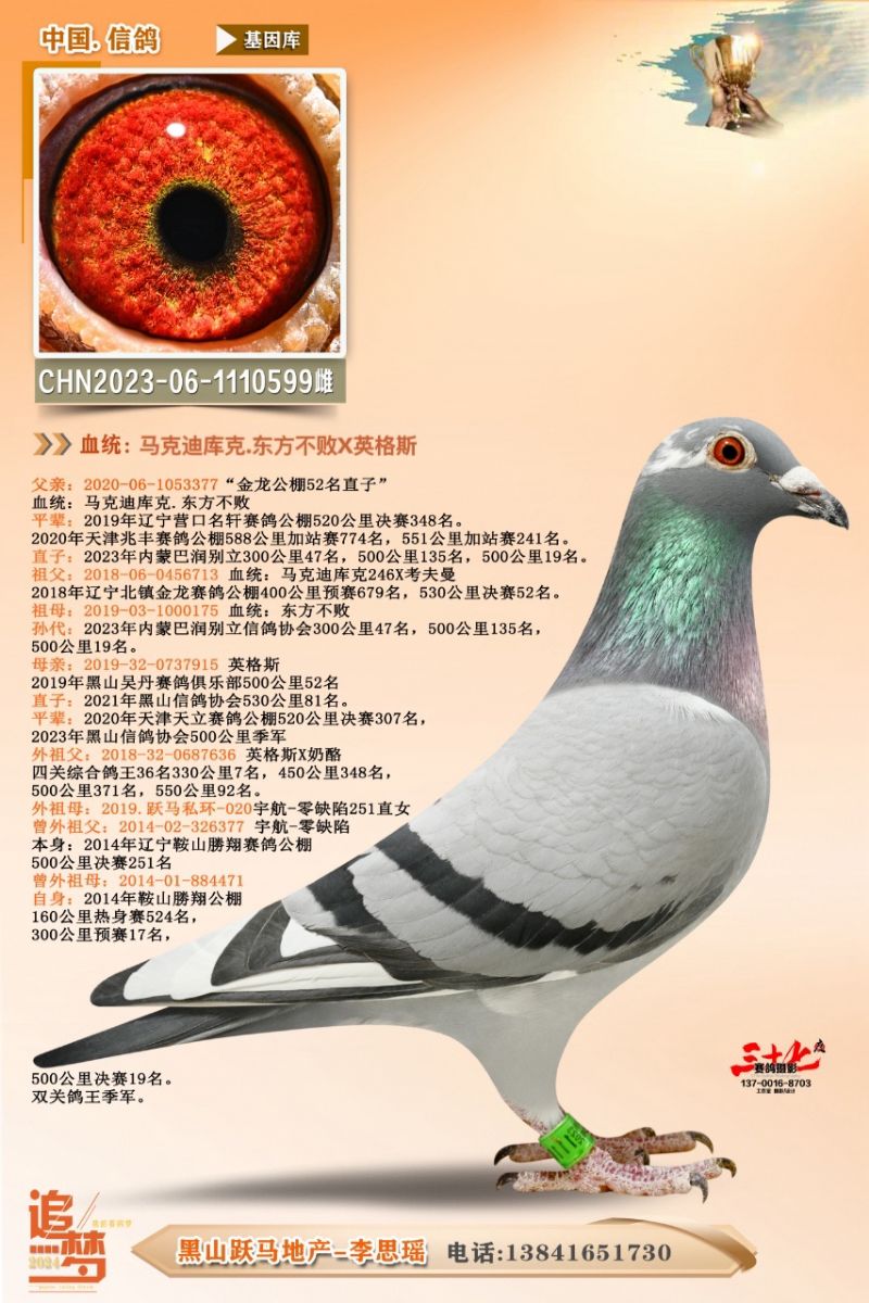 信鸽在线拍卖平台 - 中国信鸽信息网