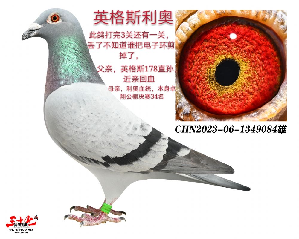 信鸽在线拍卖平台 - 中国信鸽信息网