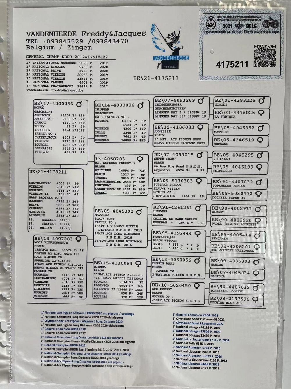 信鸽在线拍卖平台 - 中国信鸽信息网