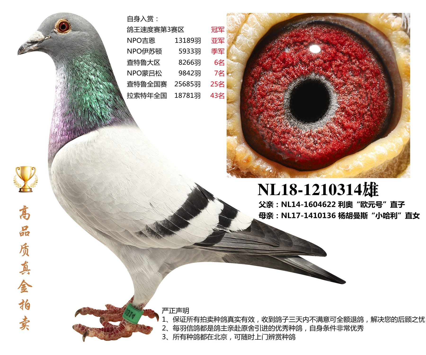 北京首开鸽业 - 中信网铭鸽展厅