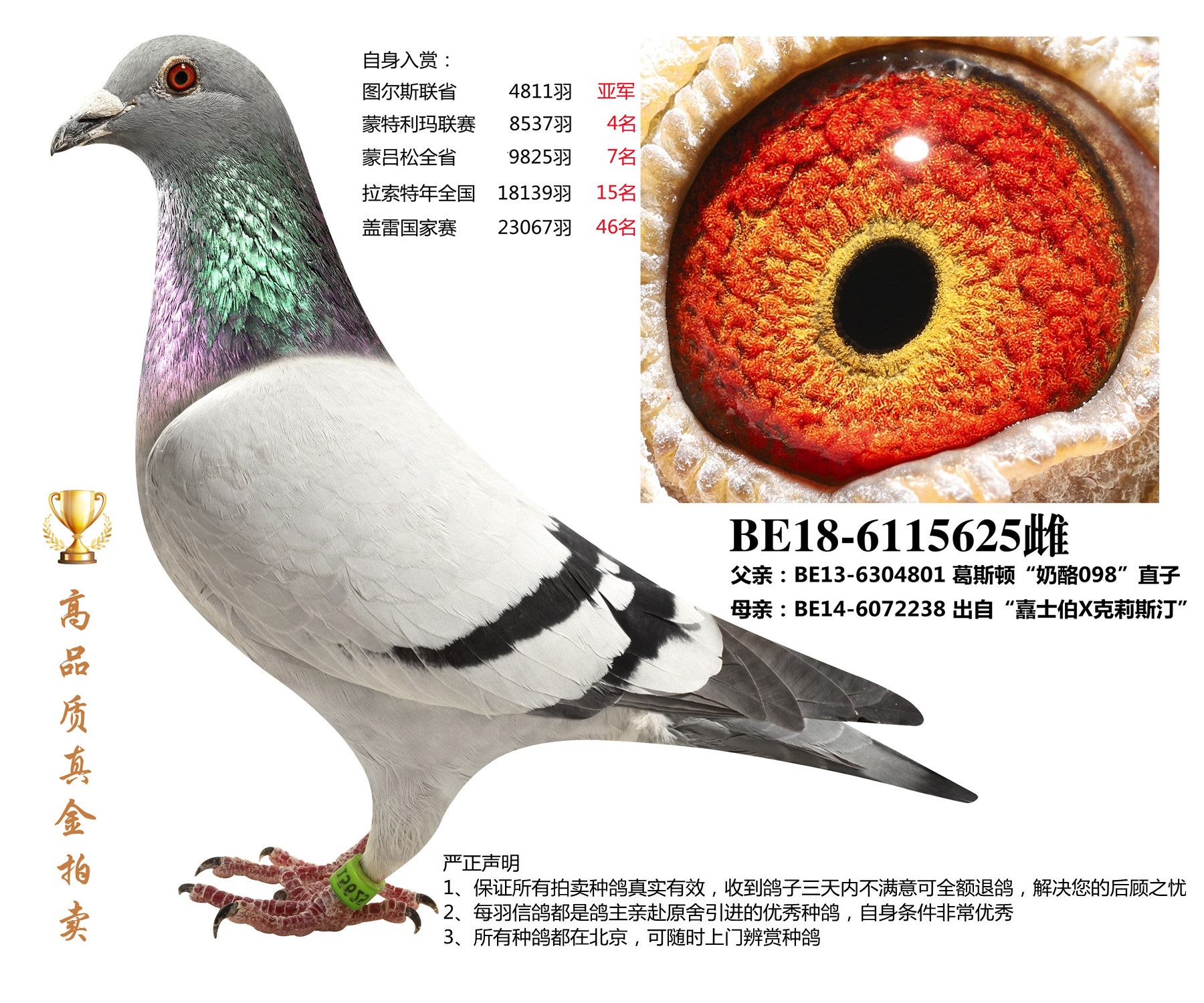 当前位置>在线拍鸽首页>拍鸽专题>查看商品原版血统书相关视频商品