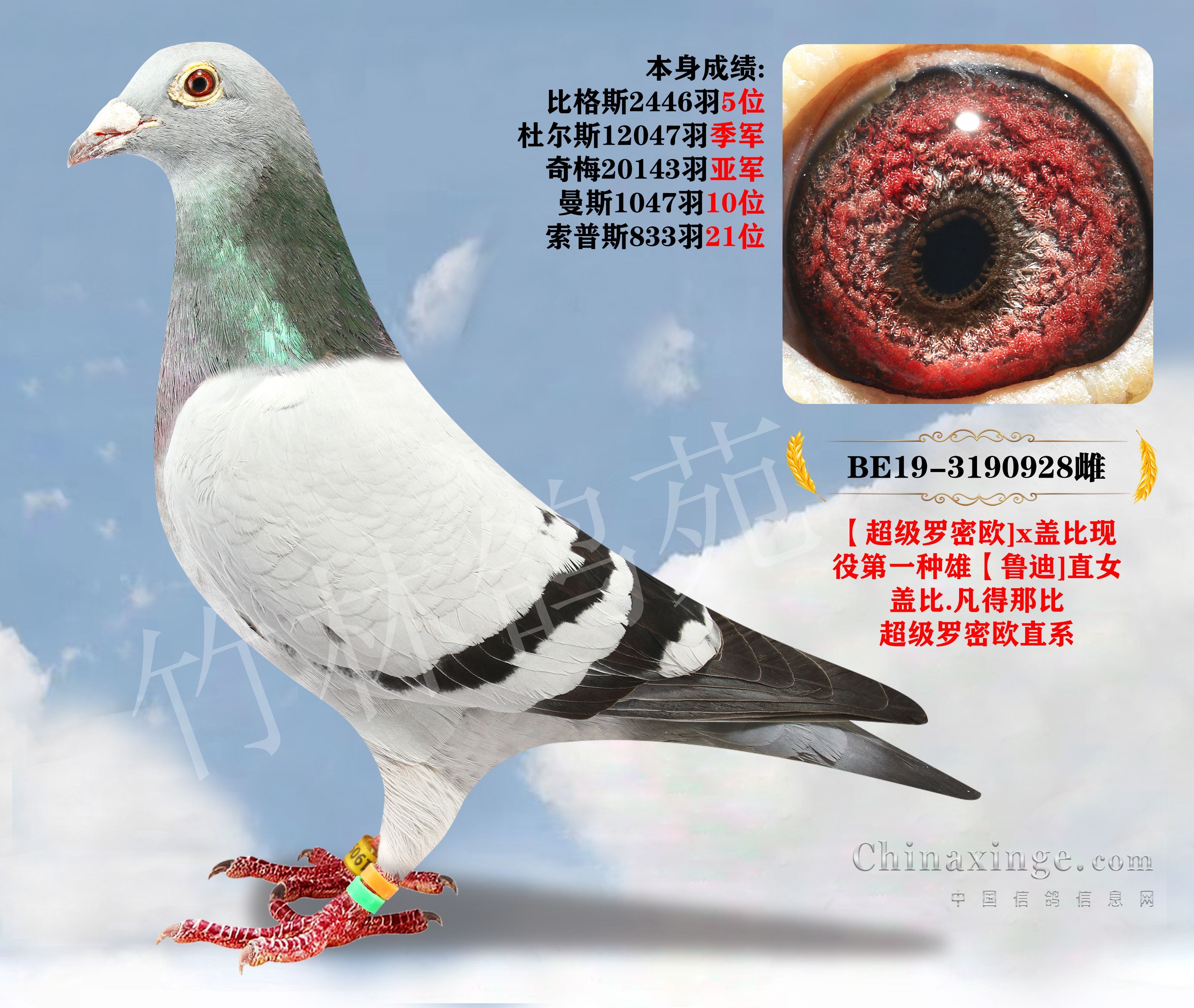 信鸽在线拍卖平台 - 中国信鸽信息网
