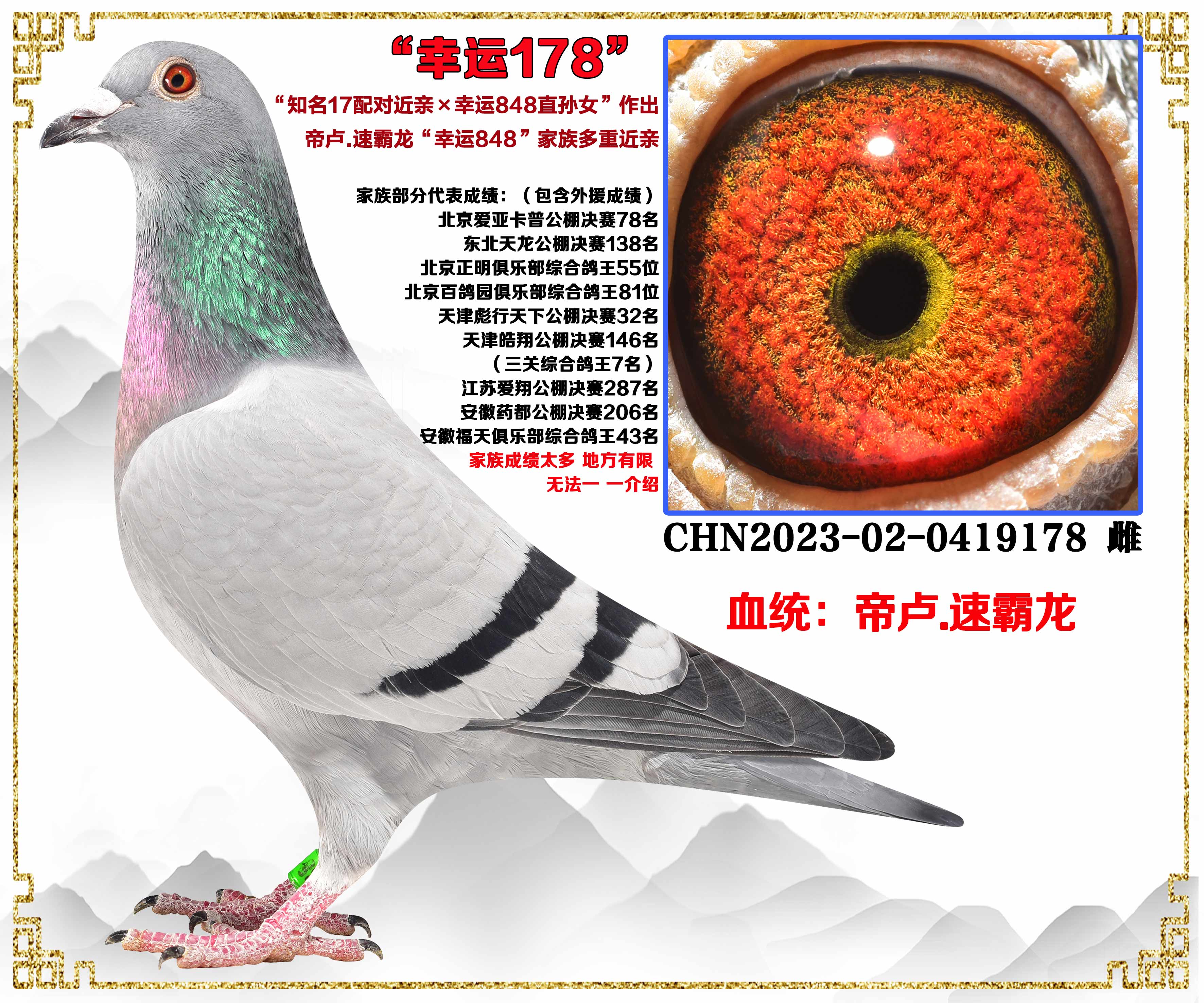 信鸽在线拍卖平台 - 中国信鸽信息网