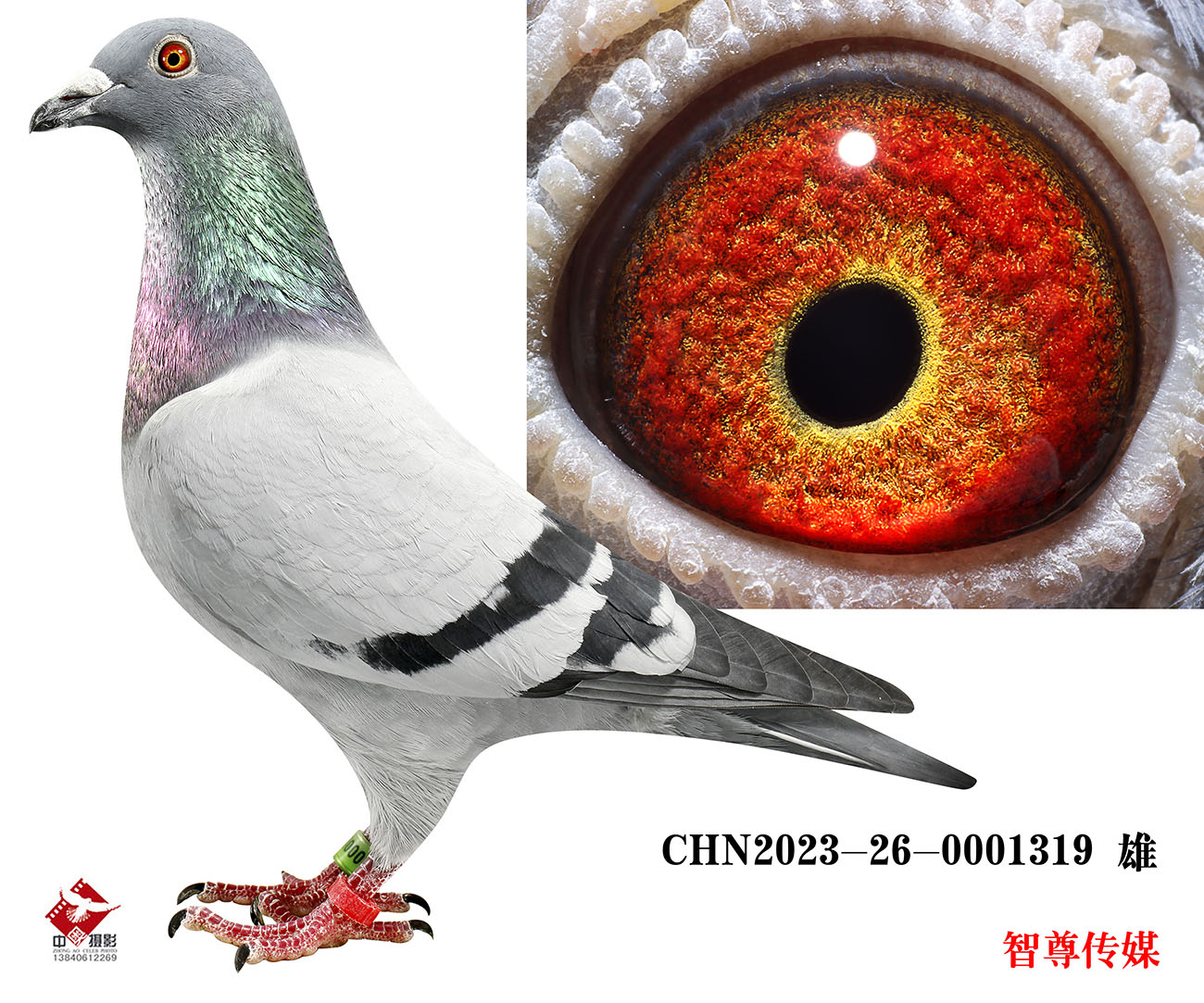 信鸽在线拍卖平台 - 中国信鸽信息网