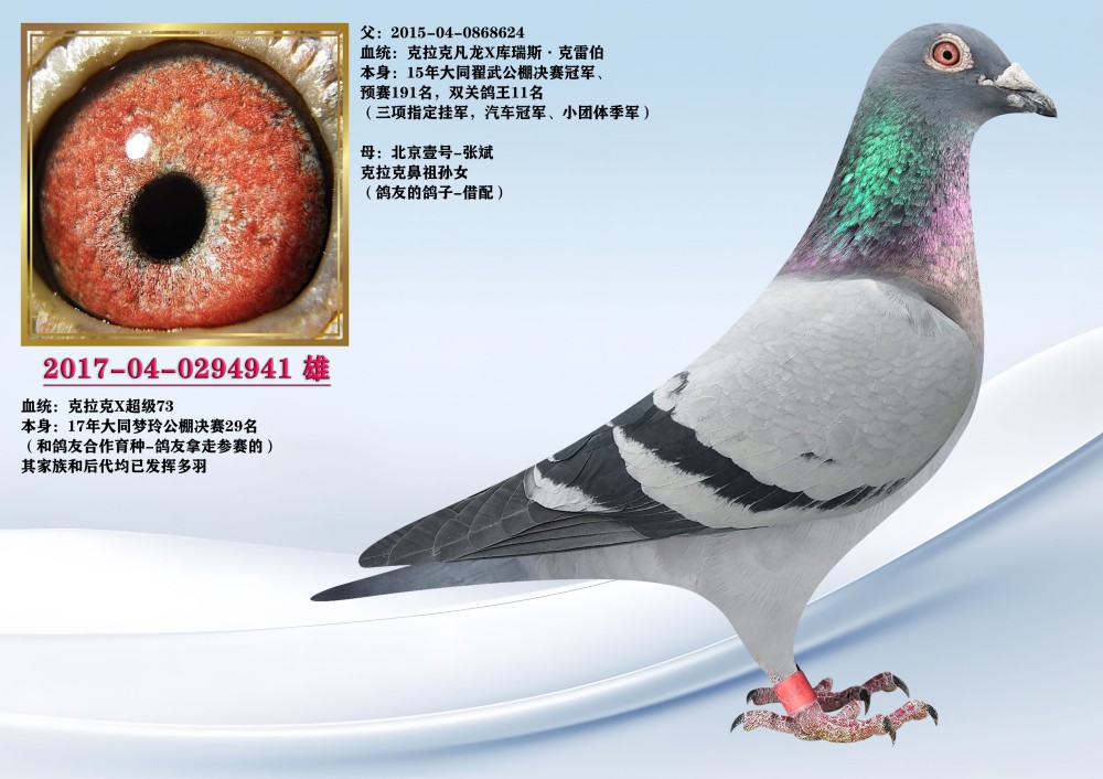 信鸽在线拍卖平台 - 中国信鸽信息网