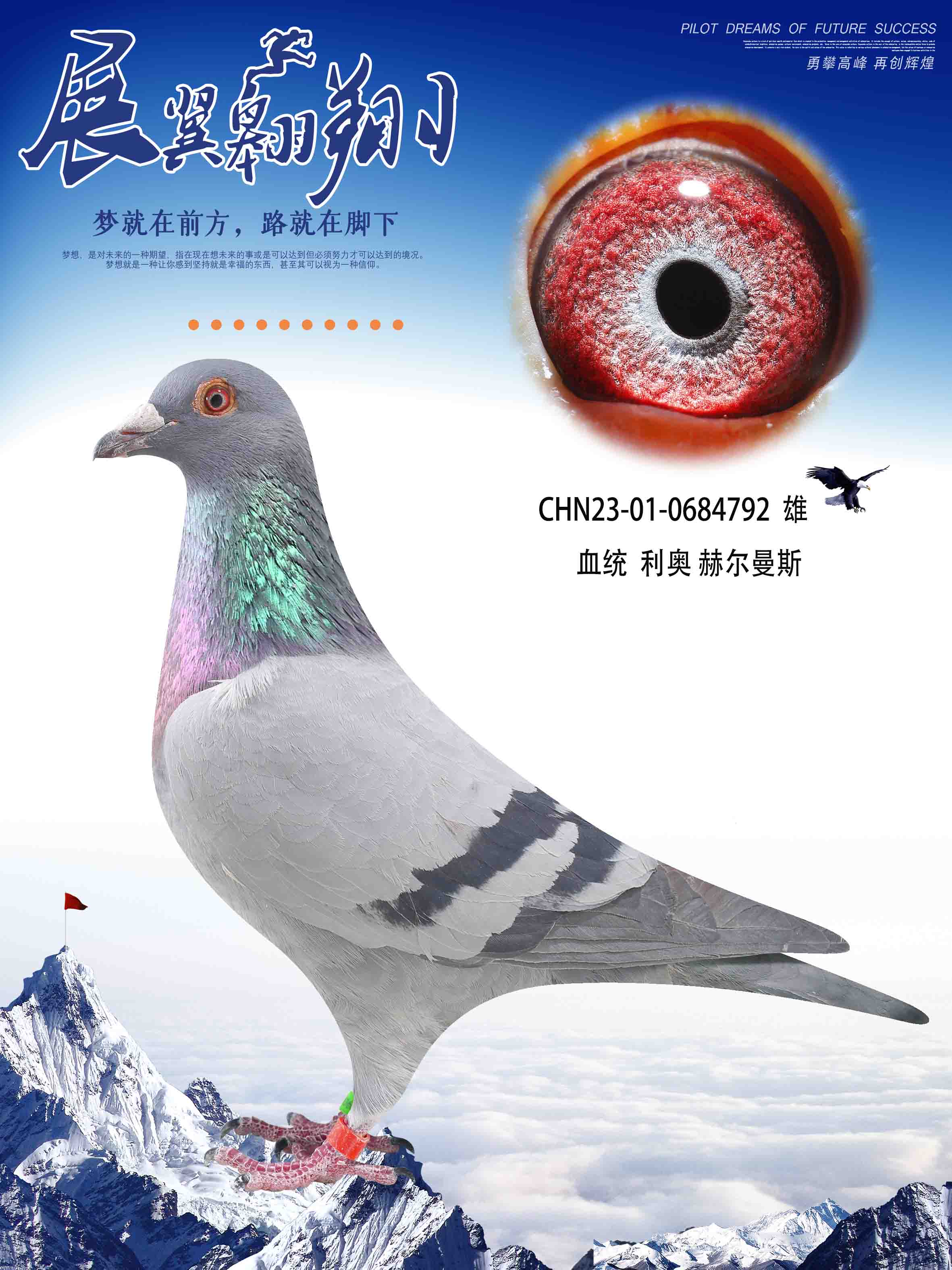 当今在公棚飞的最好的利奥鸽系