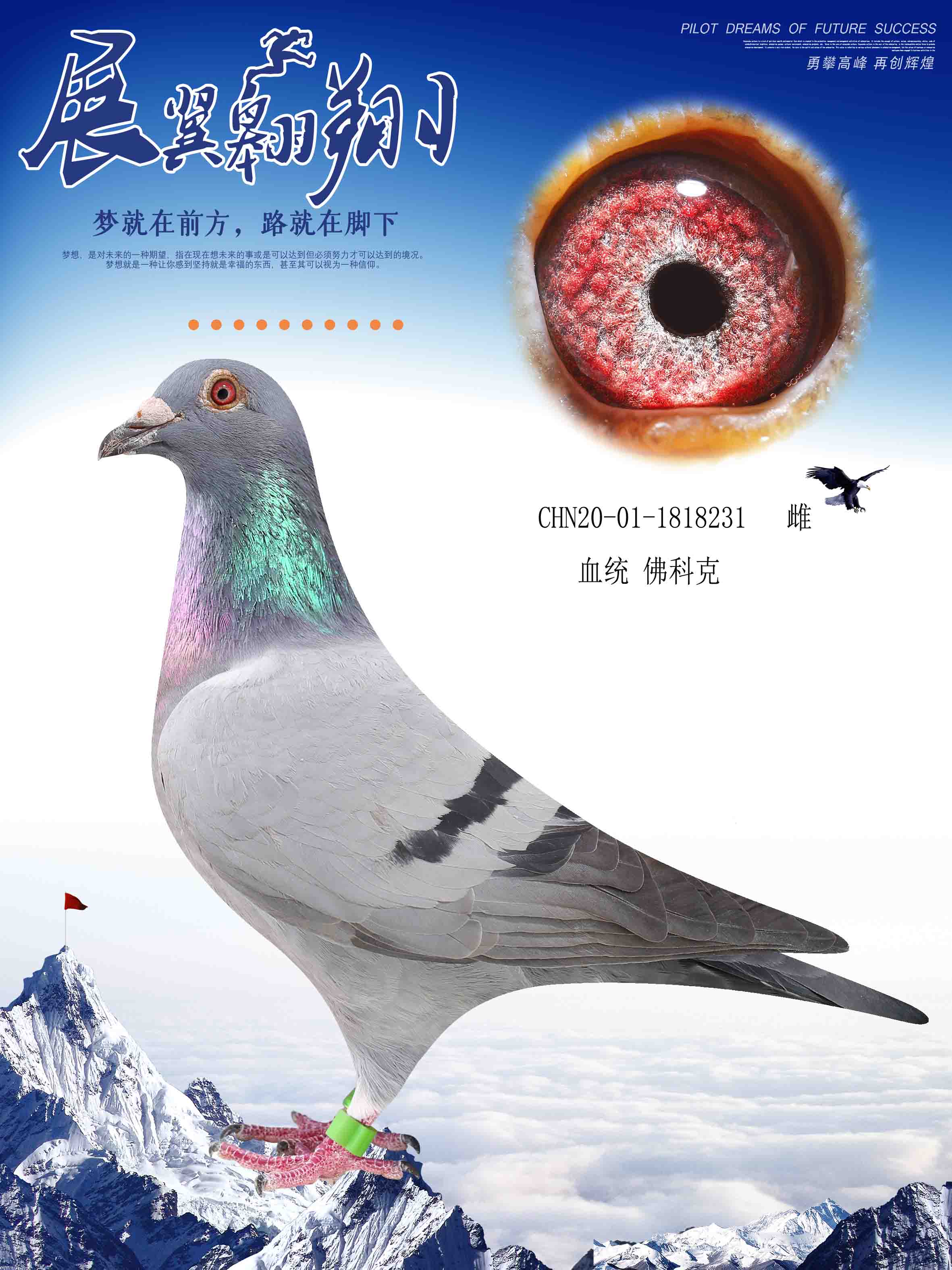 信鸽在线拍卖平台 - 中国信鸽信息网