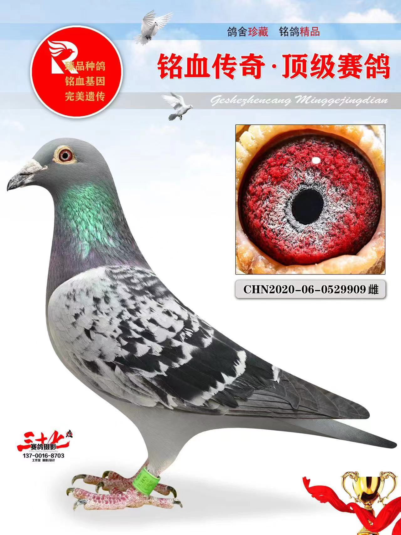 牧鸽文化 - 中信网铭鸽展厅