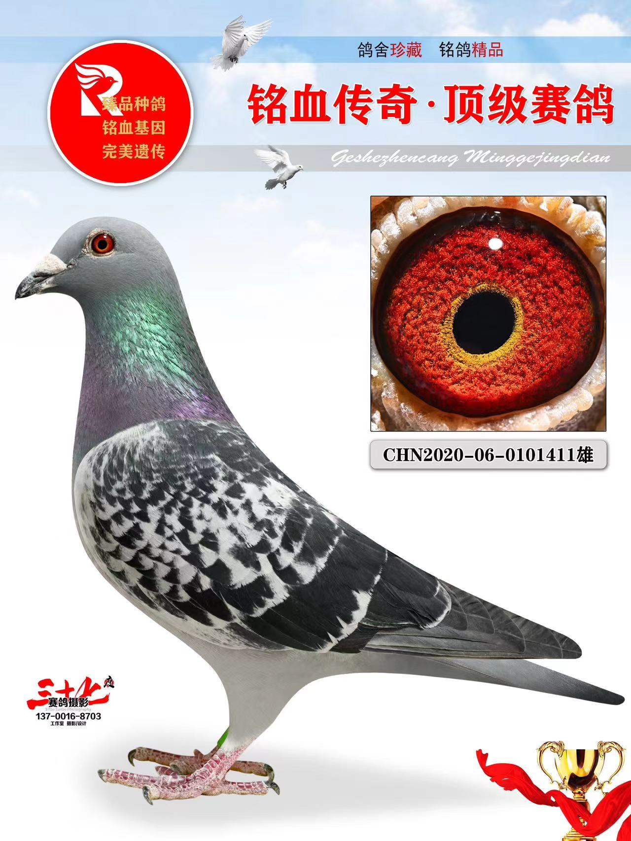 牧鸽文化 - 中信网铭鸽展厅