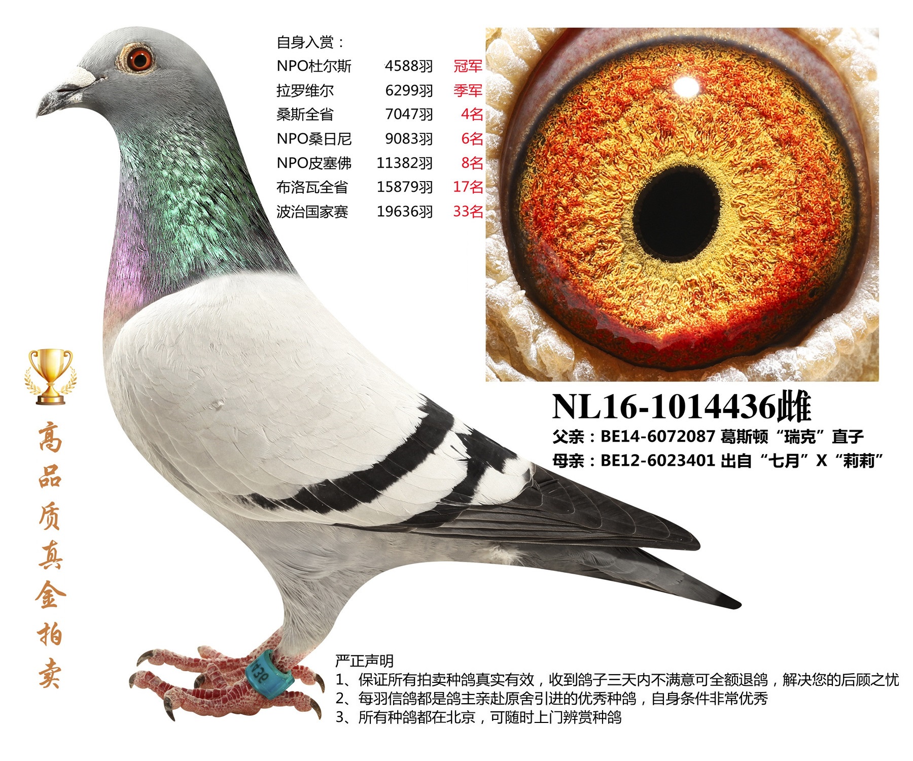 北京首开鸽业