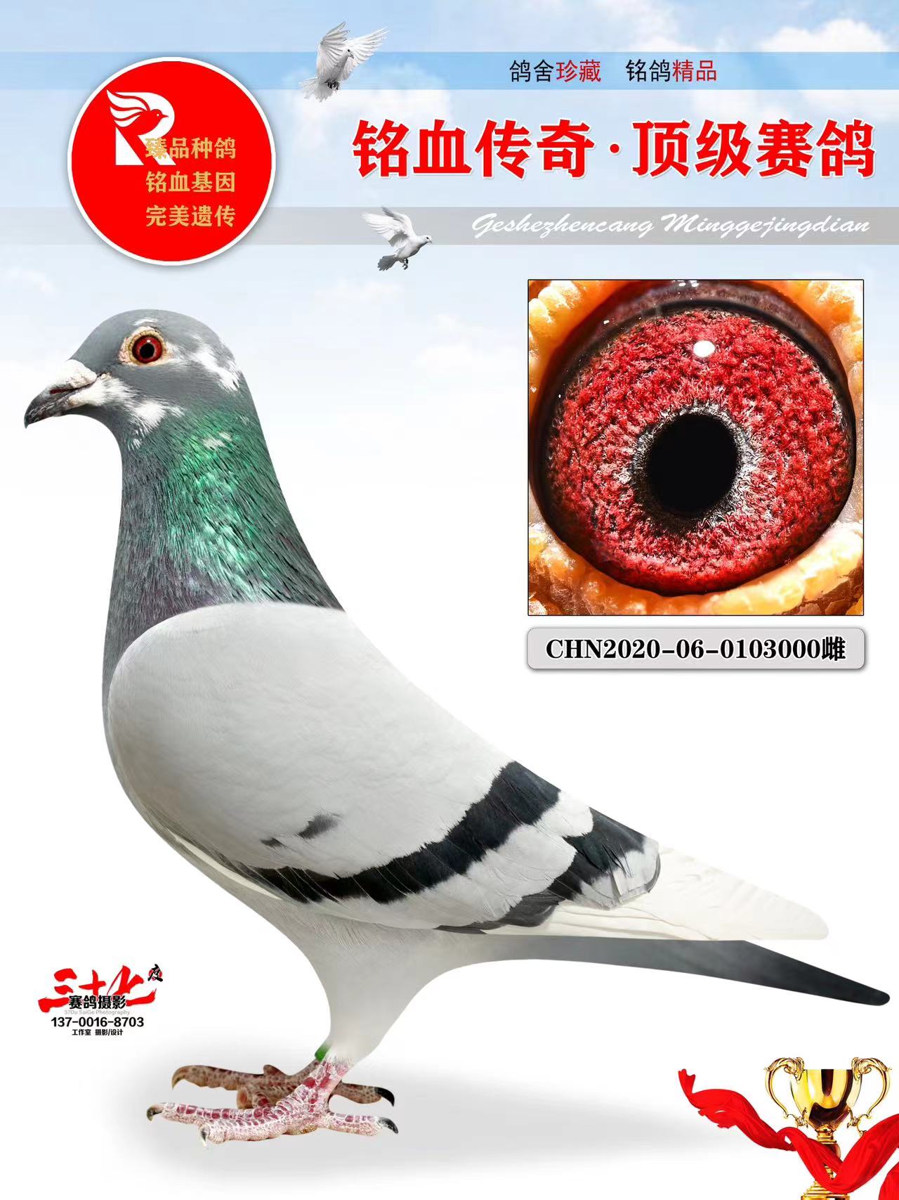 牧鸽文化 - 行磐胝固