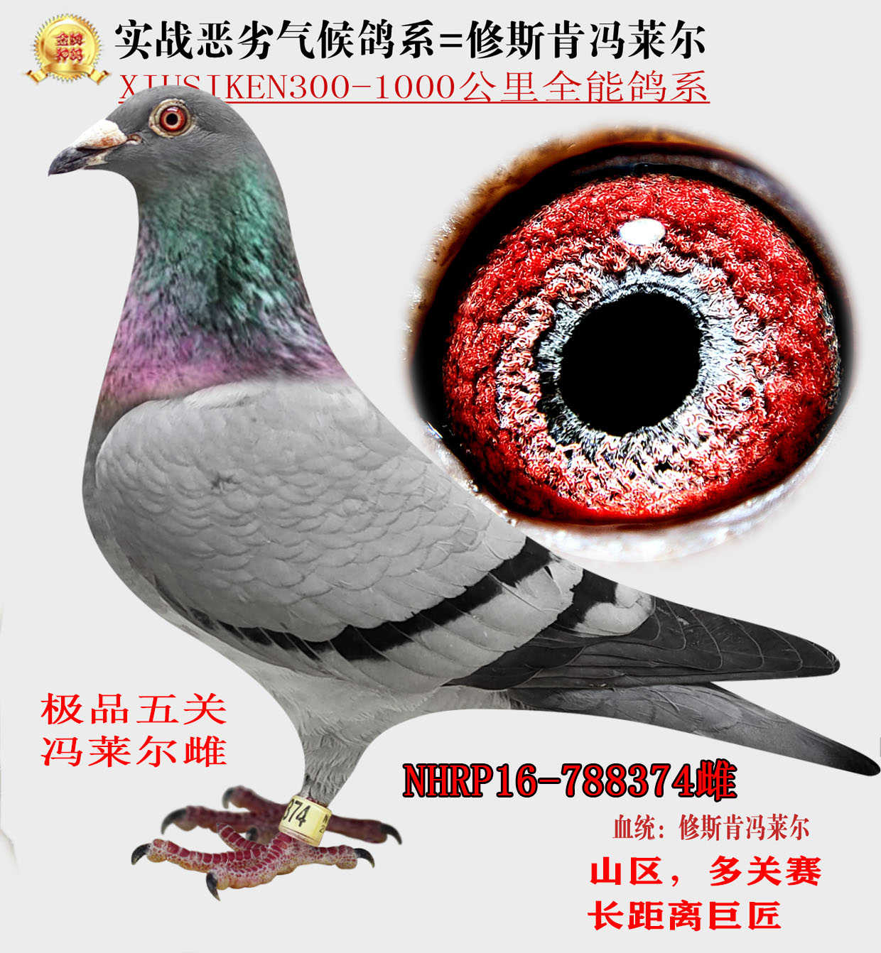 信鸽在线拍卖平台 - 中国信鸽信息网
