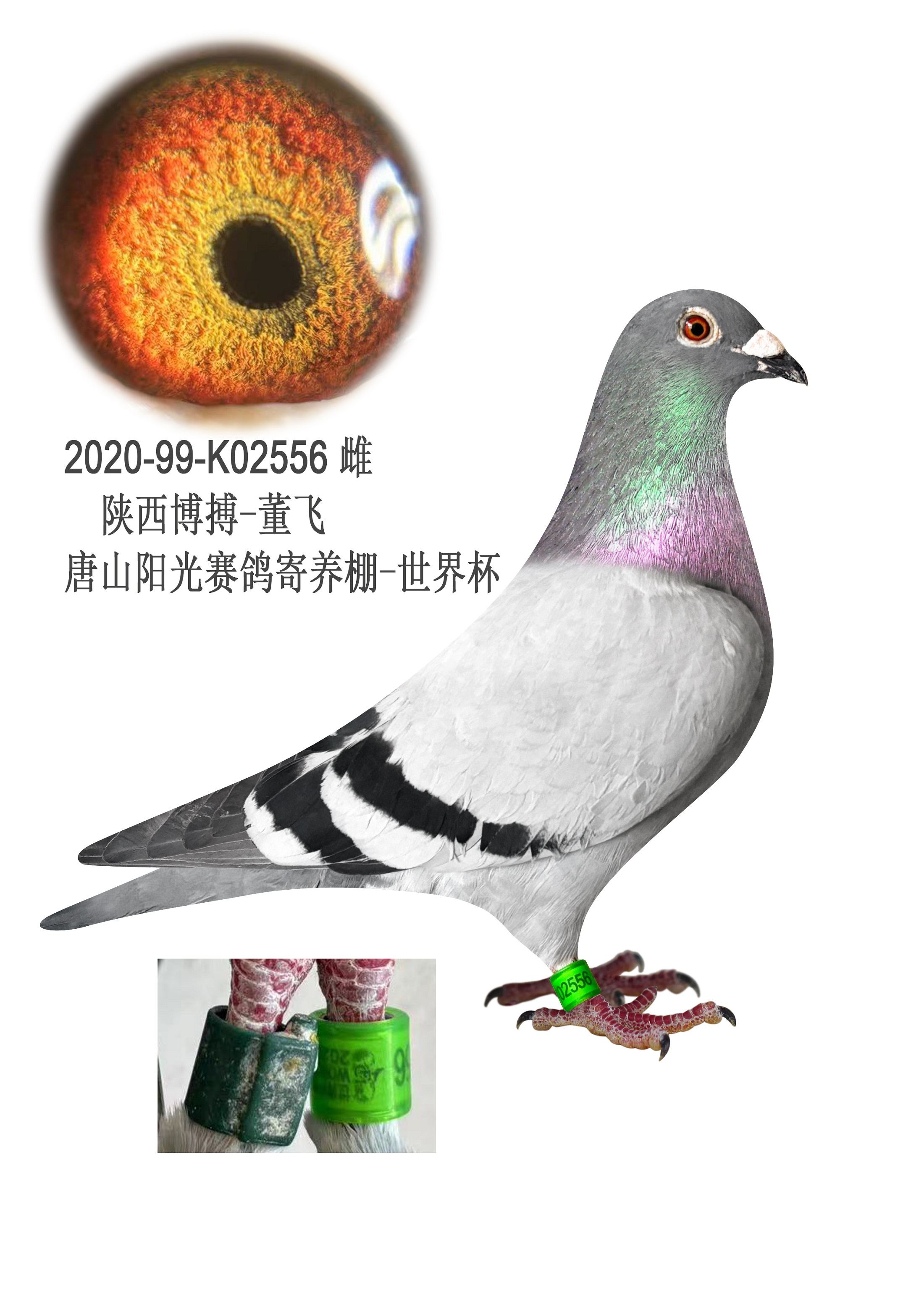 云天种鸽传媒在线拍鸽