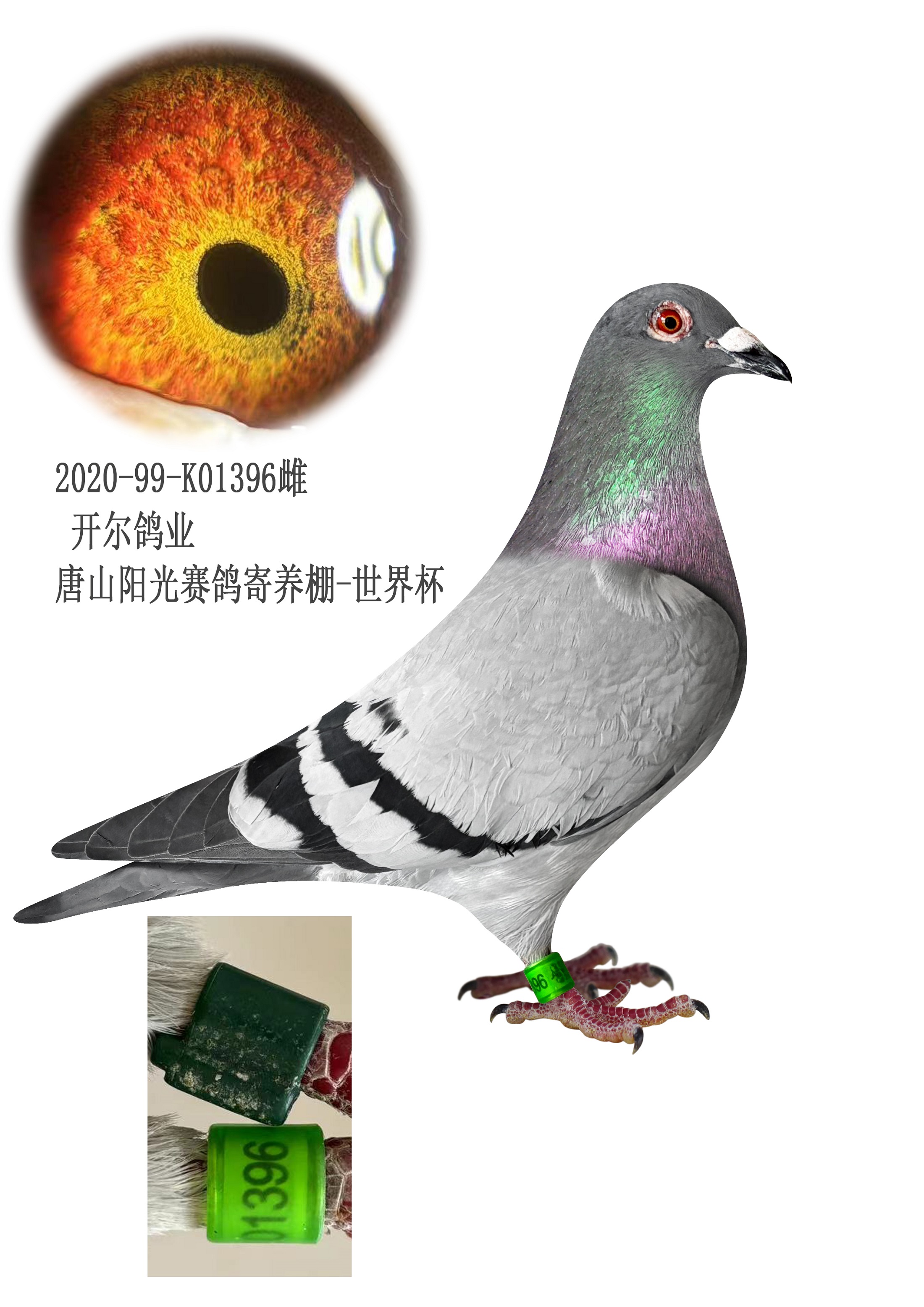 云天种鸽传媒在线拍鸽