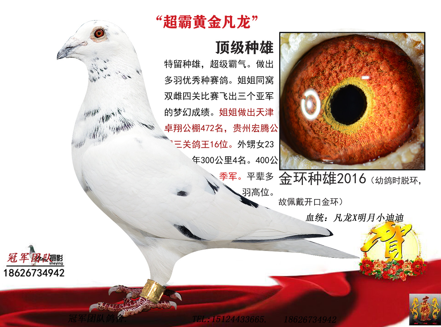 冠军团队鸽舍 - 中信网铭鸽展厅